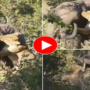 Watch Video: Lioness climbs on elephant and attempts to bite the ear off