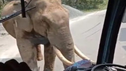 elephant
