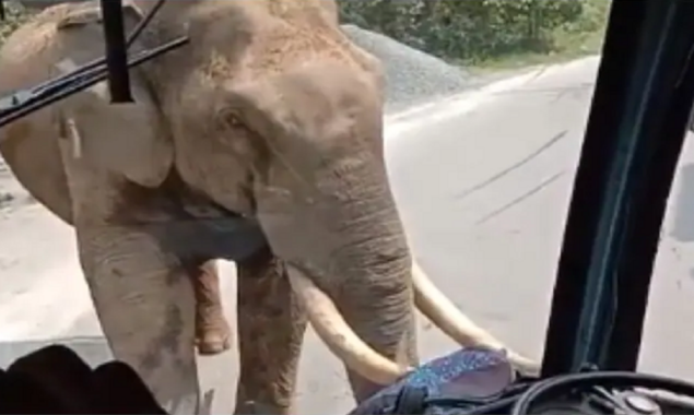 Viral Video:  An elephant charges a government bus