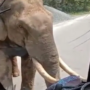 Viral Video:  An elephant charges a government bus