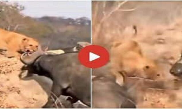 Herd of Buffaloes Surrounds Lioness, and She Flees Like Scared Cat, Watch