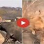 Herd of Buffaloes Surrounds Lioness, and She Flees Like Scared Cat, Watch