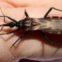 The Chagas disease ignored for too long?