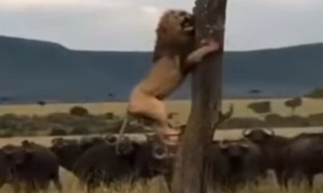 Viral: A Lioness is surrounded by buffaloes, Watch as she runs for her life