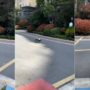 Shanghai’s robo dog patrols streets during the Covid lockdown ‘Is the Black Mirror becoming a reality’