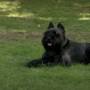Viral Video: Man makes others believe his dog blew up on April Fools Day