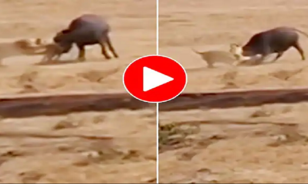 Watch Video: Herd of buffaloes fights with lions trying to hunt their calf