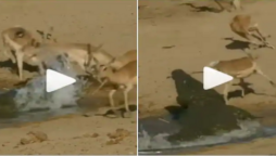 Watch Video: A crocodile attacks deers sneakily while they drink water