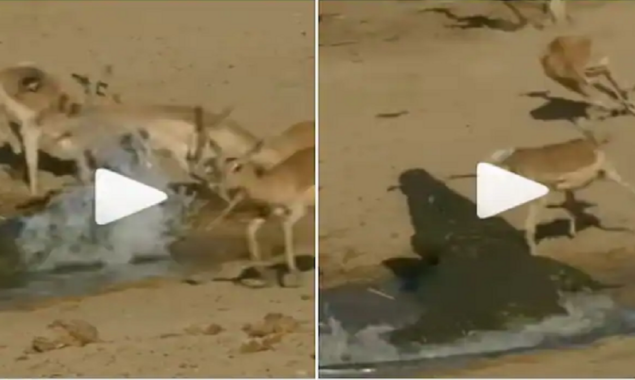 Watch Video: A crocodile attacks deers sneakily while they drink water
