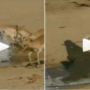 Watch Video: A crocodile attacks deers sneakily while they drink water