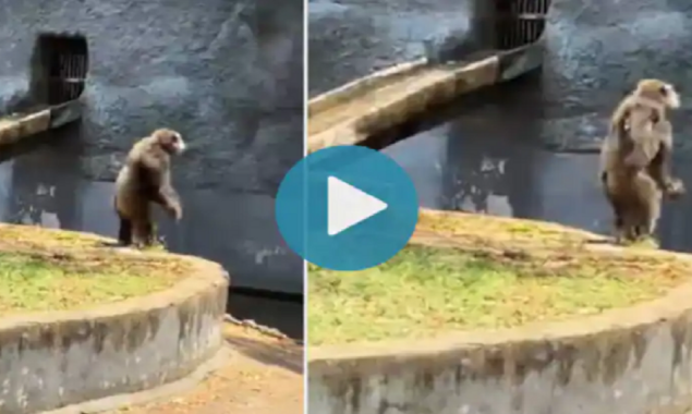 Funny Video: A Pushpa Craze Chimpanzee Performs Srivalli’s Hook Step goes viral