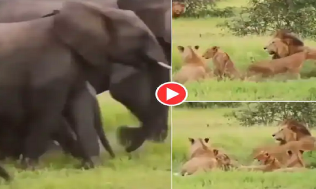 Watch Video: Lions flee like scared cats as elephants charge at them