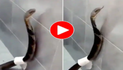King Cobra
