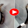 Watch: King Cobra enter the bathroom and wraps itself in toilet tissues