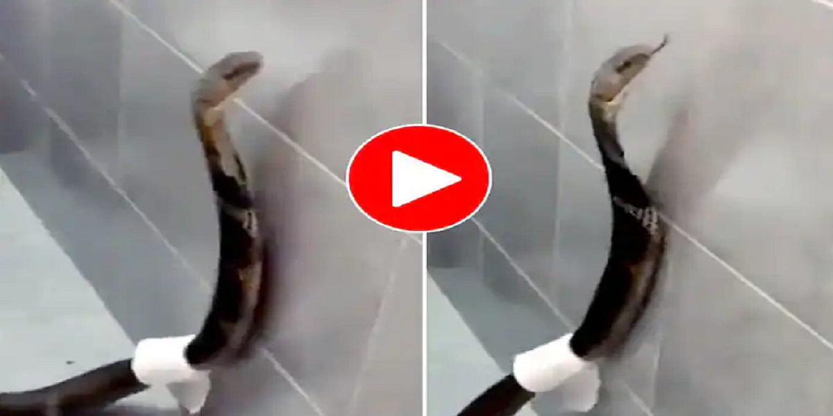 King Cobra