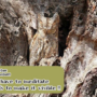 Spot a bird in this picture? Many couldn’t do it ‘Do You’
