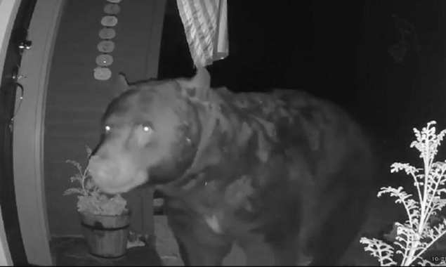 Watch: Doorbell camera captures a bear digging around a couple’s doorstep