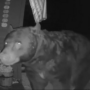 Watch: Doorbell camera captures a bear digging around a couple’s doorstep