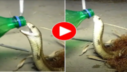 king cobra