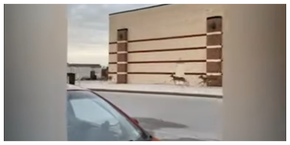 running deer
