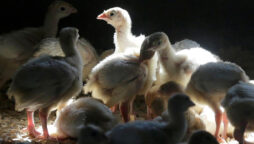 Bird flu spreads across the US