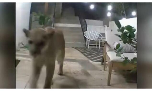 Viral: Mountain lion appears at a man’s home door in Los Angeles