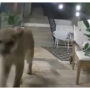 Viral: Mountain lion appears at a man’s home door in Los Angeles