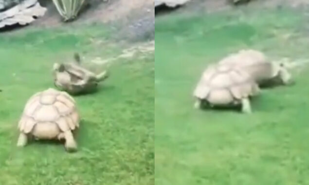 Viral video with a wonderful message of a turtle helping a friend