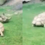 Viral video with a wonderful message of a turtle helping a friend
