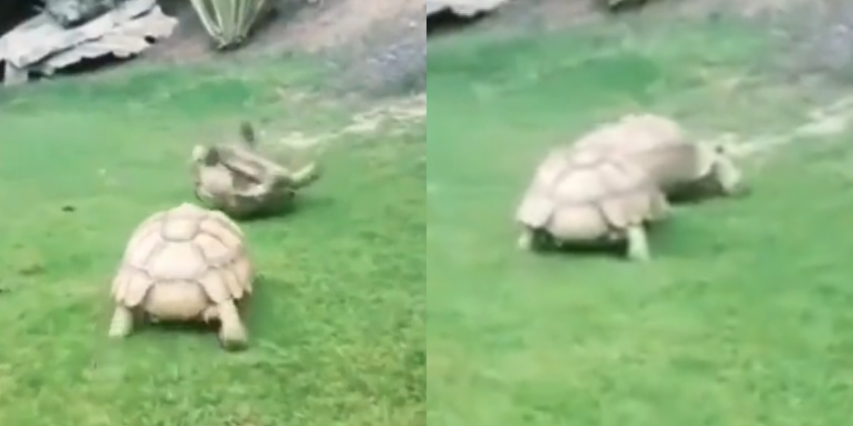 turtle