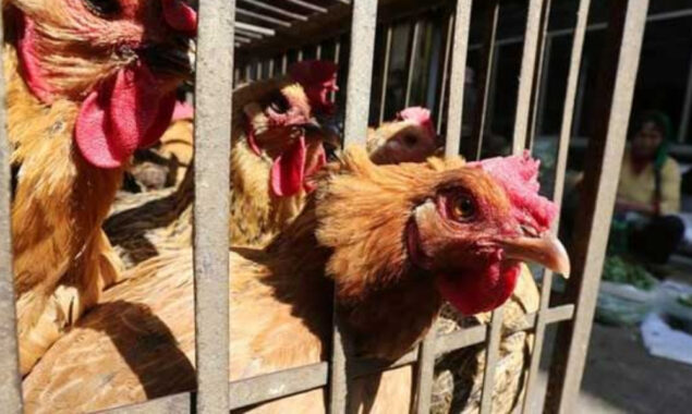 First human case of H3N8 of avian flu detected in China