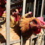First human case of H3N8 of avian flu detected in China