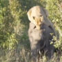 Watch: Lions climbs onto elephant & attempts to bite its ear off, what happens next?