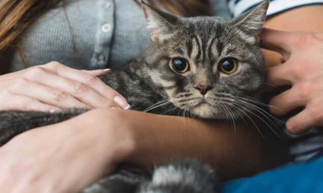 Woman astonished as missing cat returns home safe