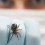 Number of spider species has increased to 50,000.