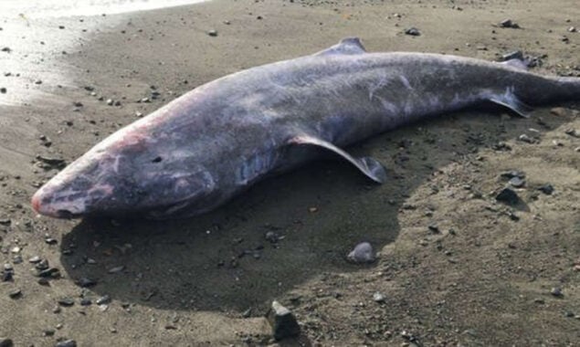 100-year-old shark found dead