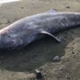 100-year-old shark found dead