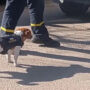 Heroic 2-year-old Ukrainian dog sniffs out Russian explosives
