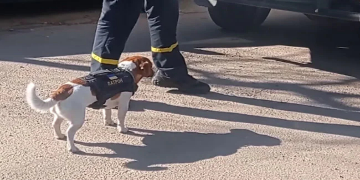 ukrain dog