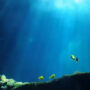 5,500 new RNA virus species have been discovered in the ocean