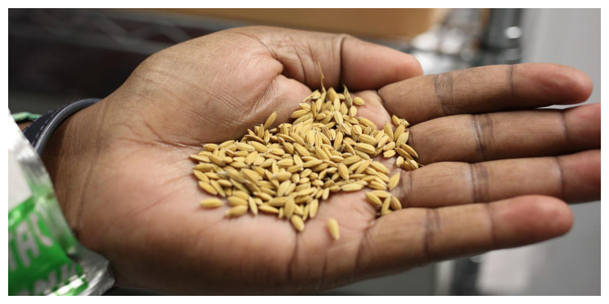 food security crisis