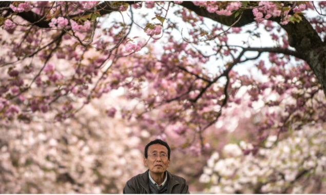 Prettier in pink: the push to remake Japan’s cherry blossom season