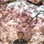 Prettier in pink: the push to remake Japan’s cherry blossom season