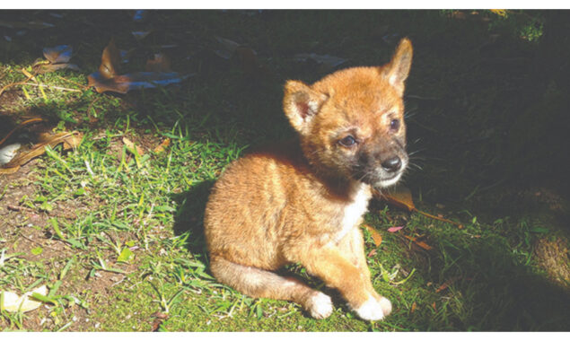 Dingoes aren’t just feral dogs, says study