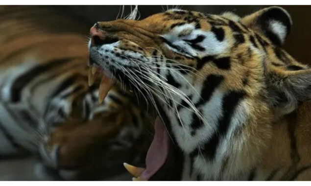 Three critically endangered Sumatran tigers killed in Indonesia