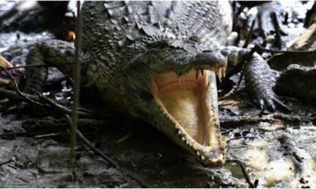 Over 21% of reptile species at risk of extinction