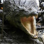 Over 21% of reptile species at risk of extinction