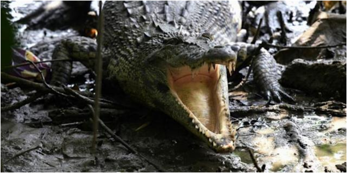 reptile