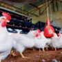 US has reported the first human H5 bird flu case