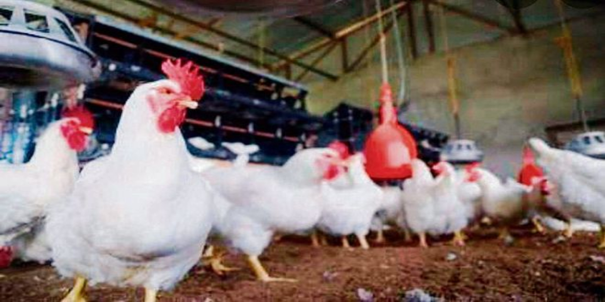 bird flu